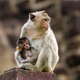 Imagen: Monos rhesus. Stoonn / Shutterstock